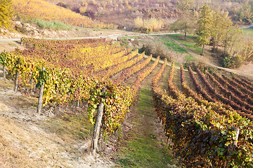 Image showing Vineyard in autumn