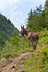 Image showing Donkey on Italian Alps