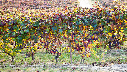 Image showing Vineyard in autumn