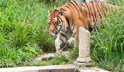 Image showing Danger: hungry tiger