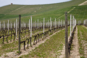 Image showing Barbera vineyard - Italy