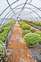 Image showing Greenhouse 