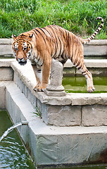 Image showing Danger: hungry tiger