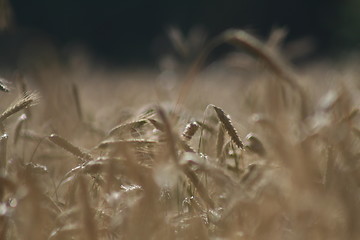 Image showing Grain