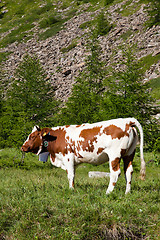 Image showing Cows and Italian Alps