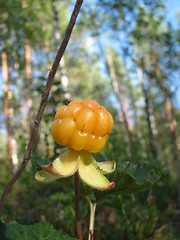 Image showing Ripe cloudberry (dwarf mulberry).