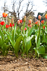 Image showing Spring tulips impregnated by the sun