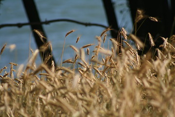 Image showing Corn and water