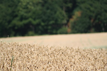 Image showing Grain, corn