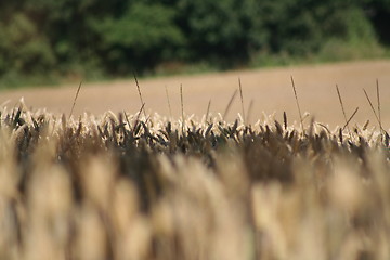 Image showing Grain, corn