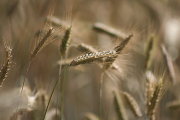 Image showing grain, corn