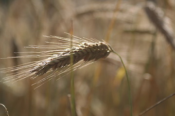 Image showing Grain