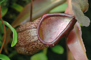 Image showing Pitcher Plant