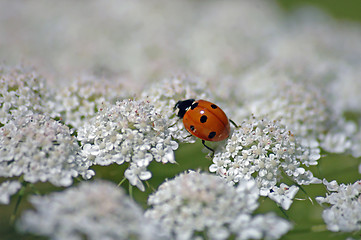 Image showing Lady and Lace