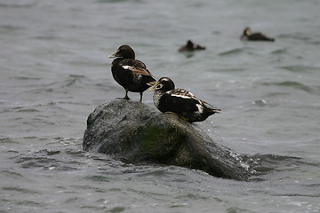 Image showing two eider ducks