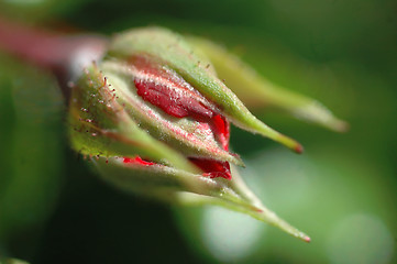 Image showing RoseBud