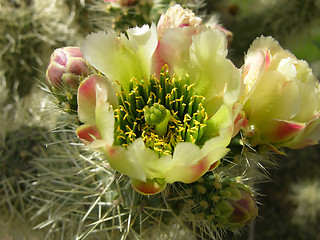 Image showing Prickly Pear