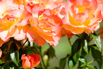 Image showing Rose garden