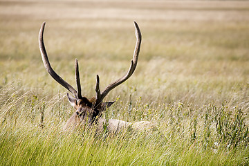 Image showing bull elk