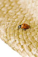 Image showing ladybug