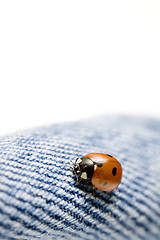 Image showing ladybug on blue jeans