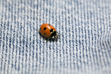 Image showing ladybug on bluejeans