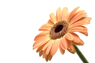 Image showing gerber daisy isolated