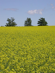 Image showing Field of Mustard