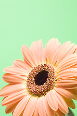 Image showing daisy over green