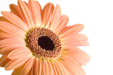 Image showing daisy isolated macro