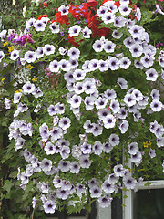 Image showing Hanging Basket