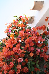 Image showing Orange bougainvillea against white wall