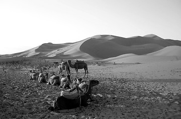 Image showing Camels resting in a desert in B/W