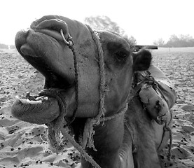 Image showing Close up of camel's face in B/W