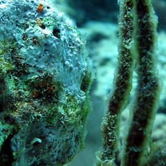 Image showing Blenny in a coral #2