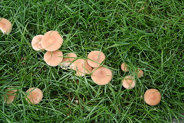 Image showing Fungi in lawn