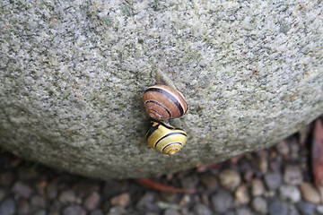Image showing Snails on stone