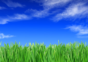 Image showing Green grass against the sky background