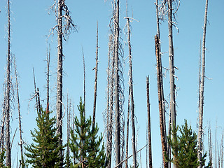 Image showing New Growth After Fire