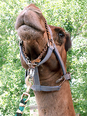 Image showing Camel