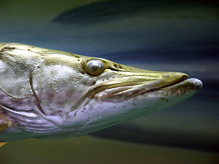 Image showing Elongated Fish