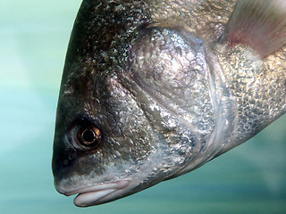 Image showing Big Fish