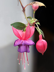 Image showing Fuchsia