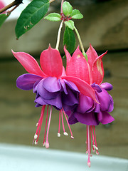 Image showing Fuschia