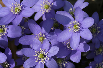 Image showing Spring flowers