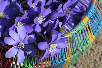 Image showing Spring flowers