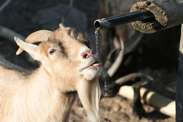 Image showing Goat