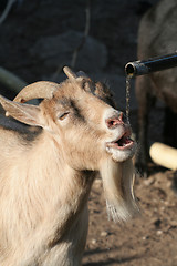 Image showing Thirsty goat