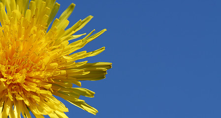 Image showing Dandelion