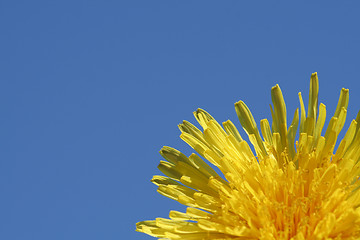 Image showing Dandelion